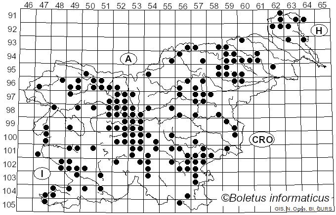 <i>Tricholoma terreum</i> (Schaeff.) Quél. (1871)
