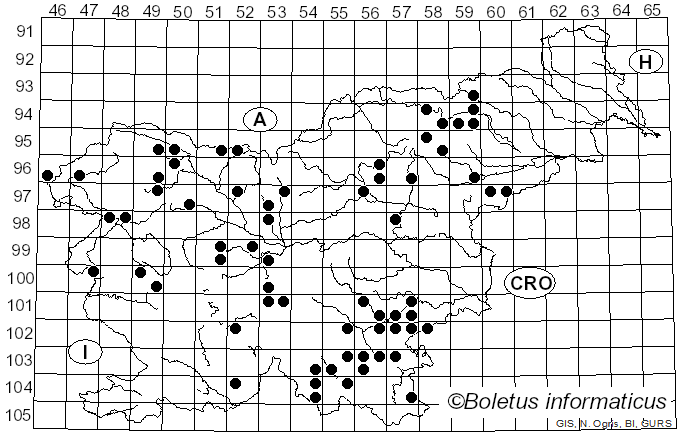 <i>Gymnopus hariolorum</i> (Bull.) Antonín, Halling & Noordel. (1997)