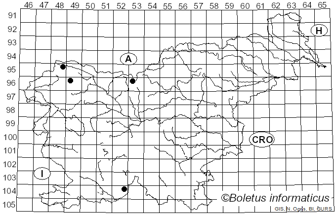 <i>Cheilosia frontalis</i> Loew