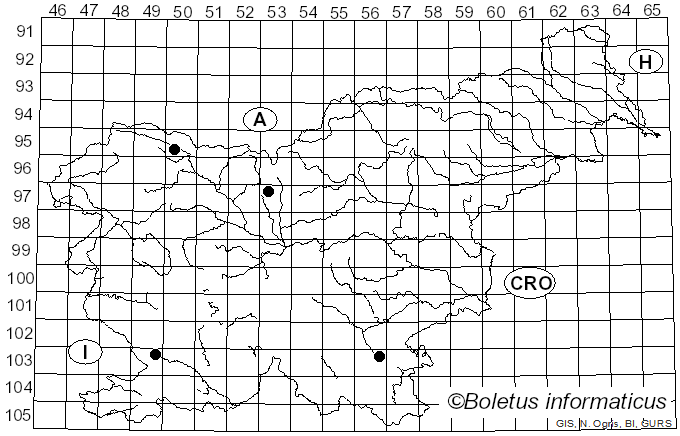 <i>Perrotia flammea</i> (Alb. & Schwein.) Boud. (1901)
