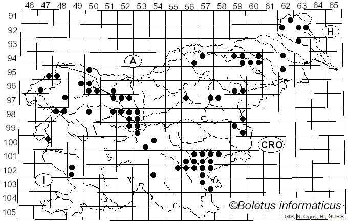 <i>Helvella lacunosa</i> Afzel. (1783)