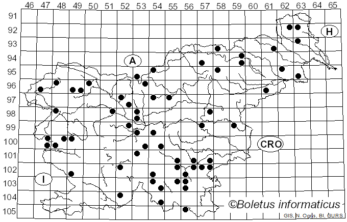 <i>Mycena stipata</i> Maas Geest. & Schwöbel (1987)
