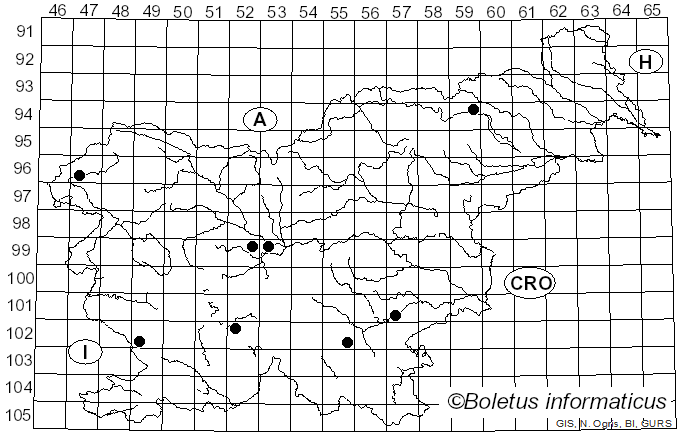 <i>Collybia personata</i> (Fr.) Z.M. He & Zhu L. Yang (2023)