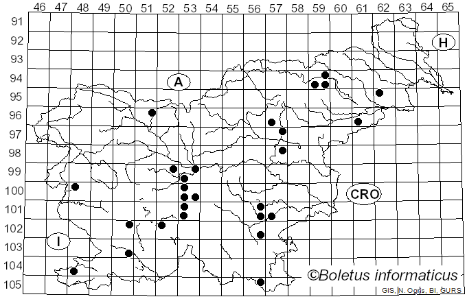 <i>Paraxerula caussei</i> (Maire) R.H. Petersen (2010)