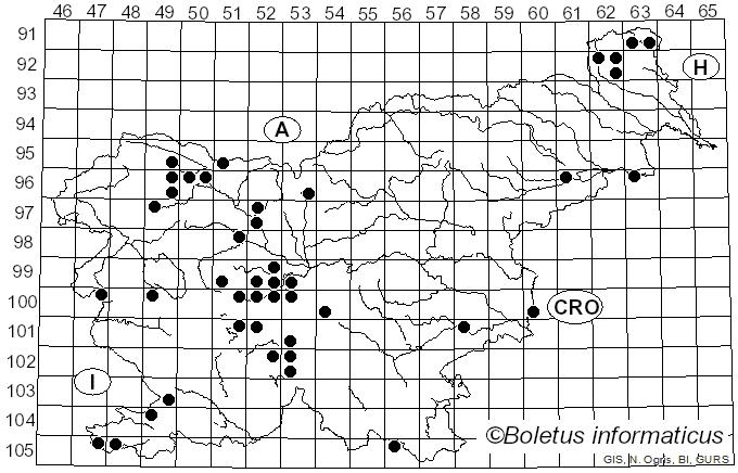 <i>Sphaerophoria scripta</i> Linnaeus (1758)