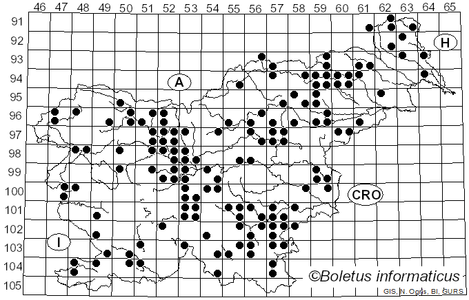 <i>Panellus stipticus</i> (Bull.) P. Karst. (1879)
