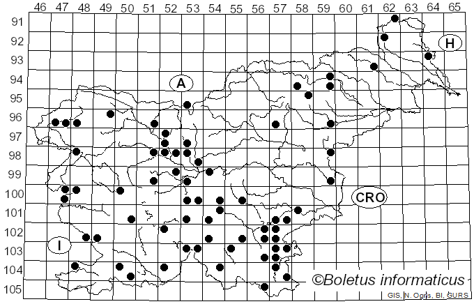 <i>Baeospora myosura</i> (Fr.) Singer (1938)