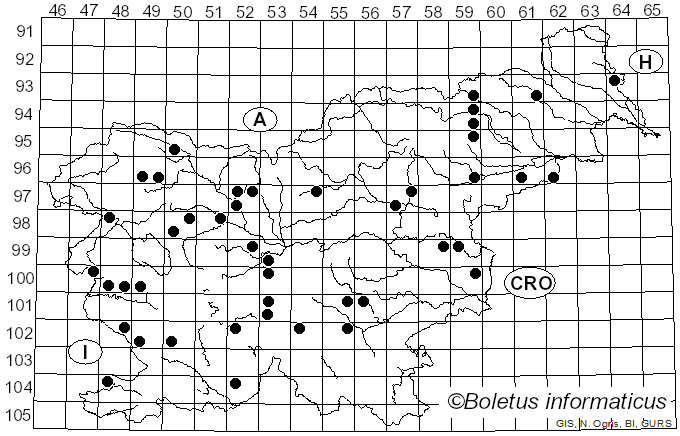 <i>Calonarius elegantior</i> (Fr.) Niskanen & Liimat. (2022)