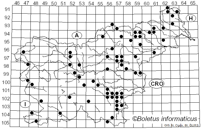 <i>Gymnopus erythropus</i> (Pers.) Antonín, Halling & Noordel. (1997)