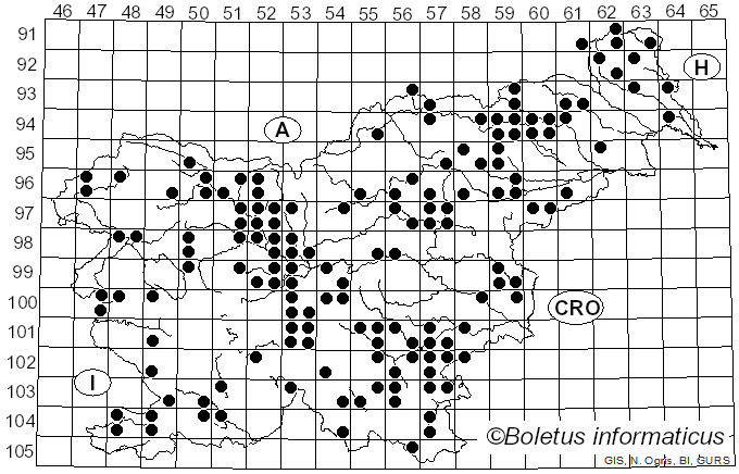 <i>Panellus stipticus</i> (Bull.) P. Karst. (1879)