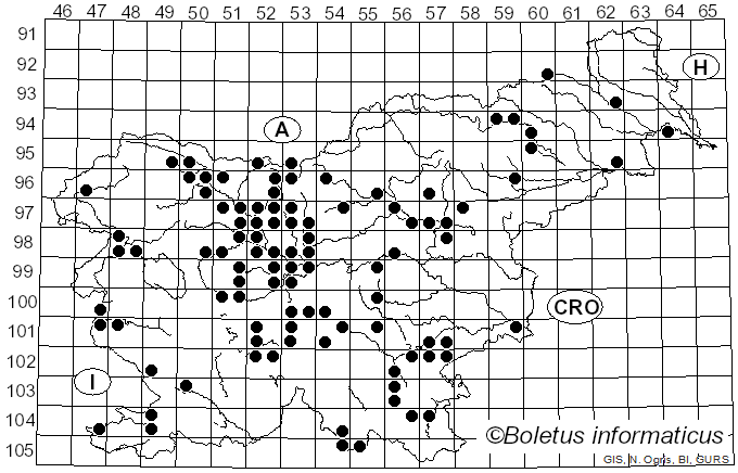 <i>Morchella esculenta</i> (L.) Pers. (1794)