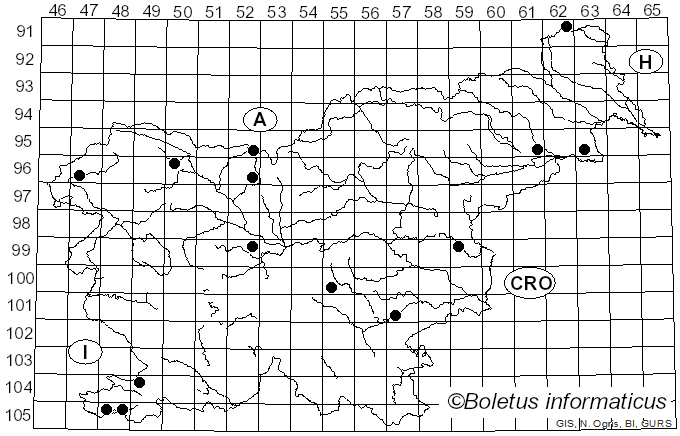 <i>Resupinatus applicatus</i> (Batsch) Gray (1821)
