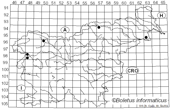 <i>Calyptella capula</i> Quel. (1888)