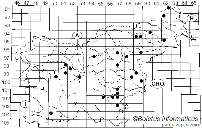 <i>Helvella ephippium</i> Lév. (1841)