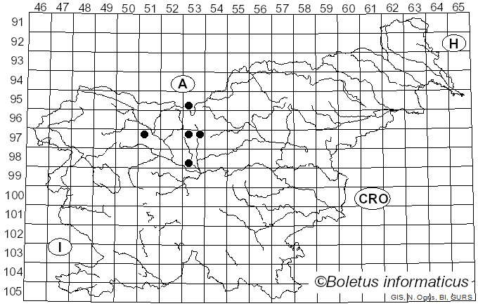 <i>Uromyces liliacearum</i> Unger