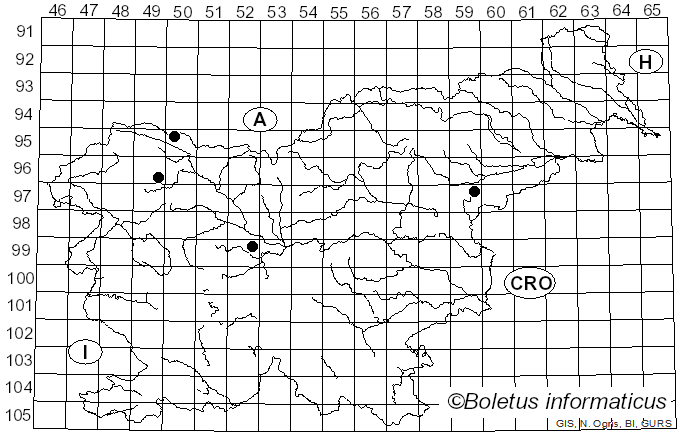 <i>Erysiphe corylacearum</i> U. Braun & S. Takam. (2002)