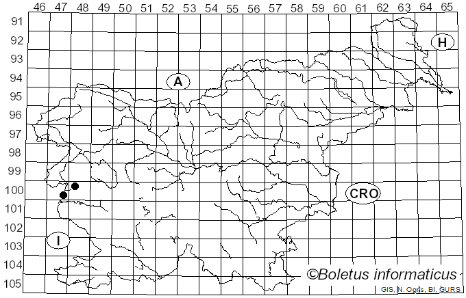 <i>Entoloma infula</i> (Fr.) Noordel. (1980)