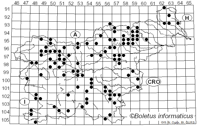 <i>Leucocybe connata</i> (Schumach.) Vizzini, P. Alvarado, G. Moreno & Consiglio (2015)
