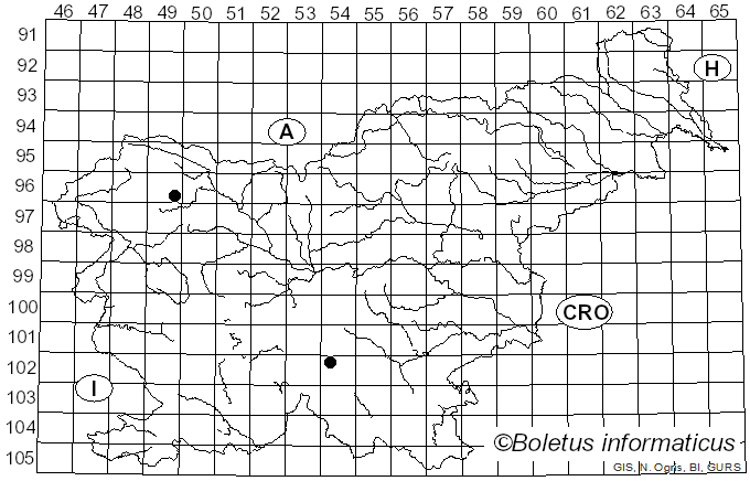 <i>Sirococcus piceicola</i> Rossman, Castl., D.F. Farr & Stanosz (2008)