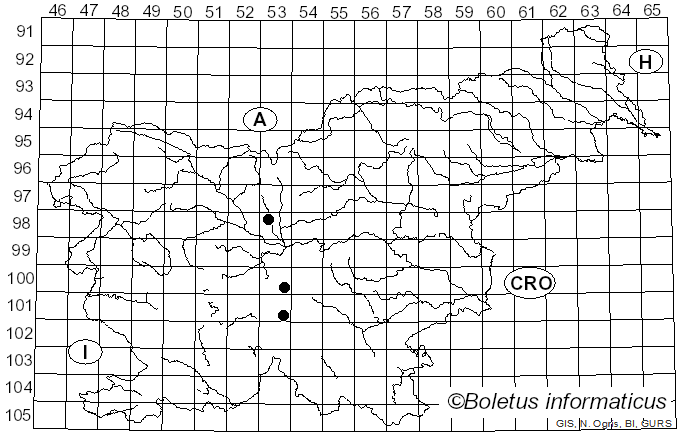 <i>Gymnopus putillus</i> (Fr.) Antonín, Halling & Noordel. (1997)