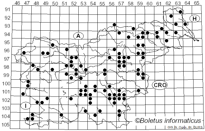<i>Clitocybe phyllophila</i> (Pers.) P. Kumm. (1871)