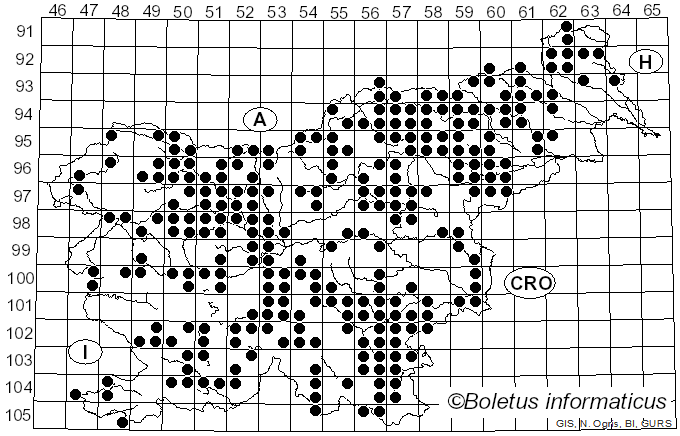 <i>Calocera</i> (Fr.) Fr. (1828)