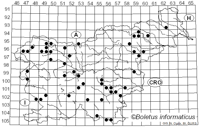 <i>Gymnopus brassicolens</i> (Romagn.) Antonín & Noordel. (1997)