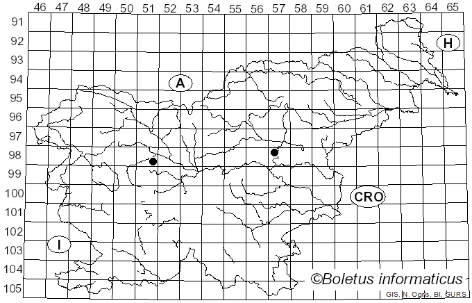 <i>Peronospora leptosperma</i> de Bary (1863)