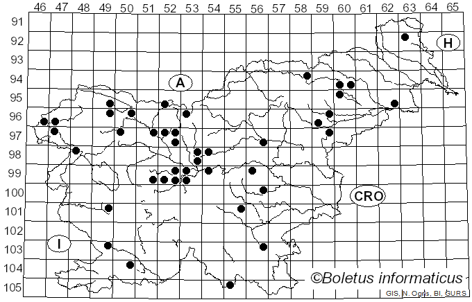 <i>Verpa</i> Sw. (1815)