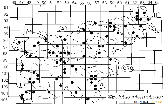 <i>Collybia sordida</i> (Schumach.) Z.M. He & Zhu L. Yang (2023)