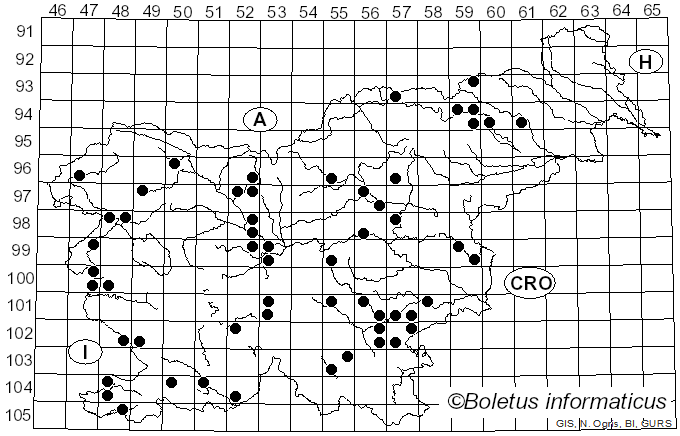 <i>Gymnopus foetidus</i> (Sowerby) P.M. Kirk (2014)
