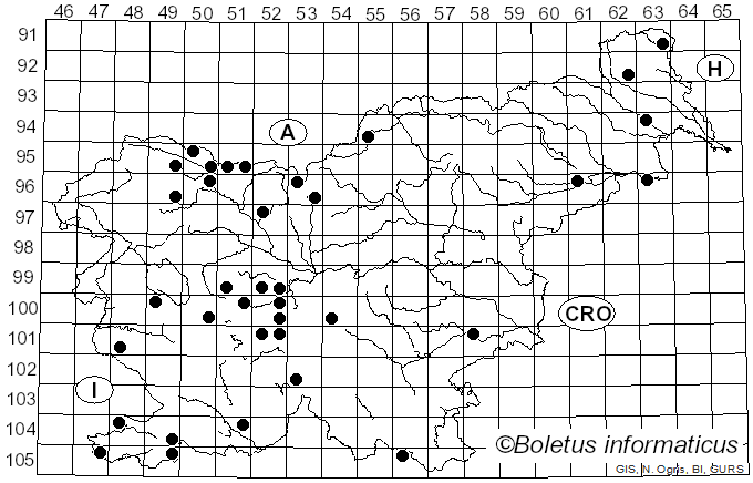 <i>Eristalis tenax</i> Linnaeus (1758)
