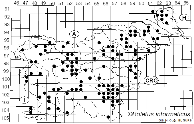 <i>Clavulina cinerea</i> (Bull.) J. Schröt. (1888)
