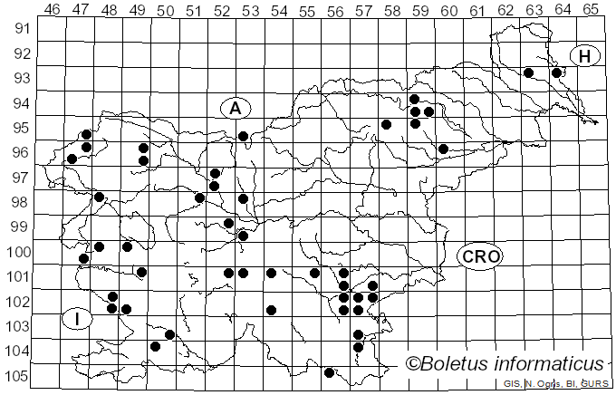 <i>Rhodocybe</i> Maire (1926)