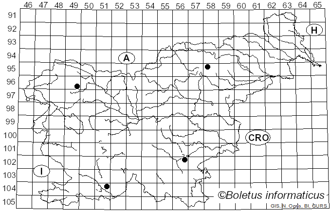 <i>Inocybe queletii</i> Konrad (1929)