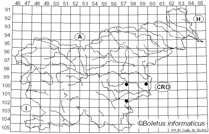 <i>Agrilus viridis</i> (Linnaeus, 1758)