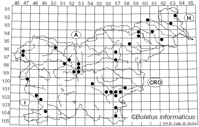 <i>Homophron spadiceum</i> (P. Kumm.) Örstadius & E. Larss. (2015)