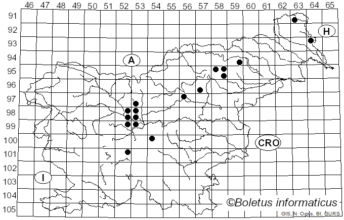 <i>Mitrula paludosa</i> Fr. (1821)
