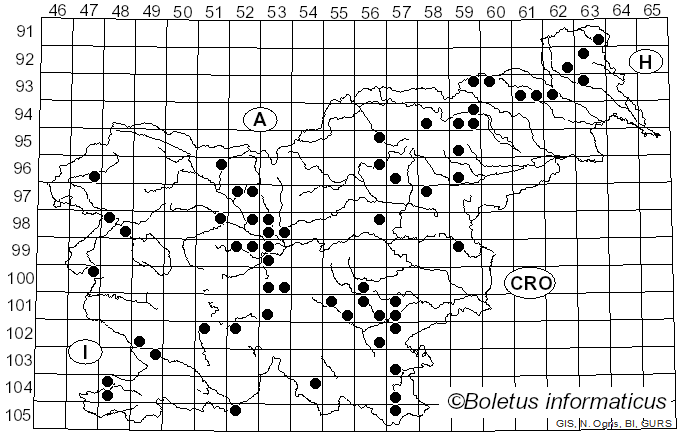 <i>Pleurotus dryinus</i> (Pers.) P. Kumm. (1871)
