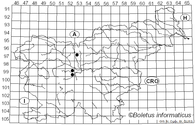 <i>Pustula spinulosa</i> (de Bary) Thines (2005)