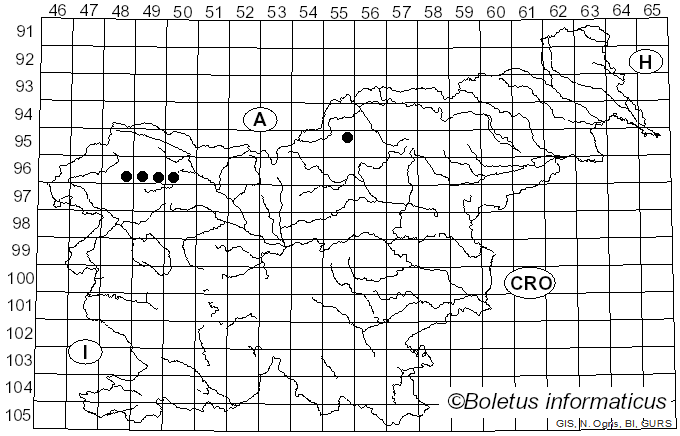 <i>Calicium trabinellum</i> (Ach.) Ach. (1803)