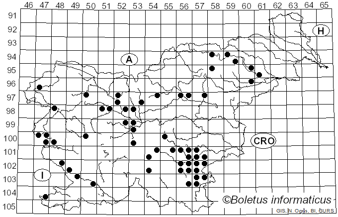 <i>Leucoagaricus americanus</i> (Peck) Vellinga (2000)