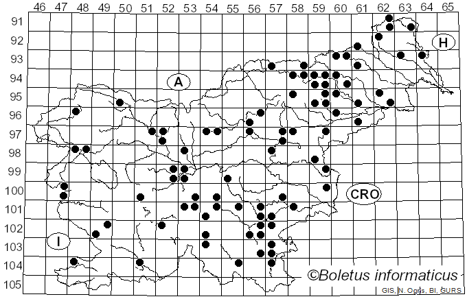 <i>Ramaria stricta</i> (Pers.) Quél. (1888)