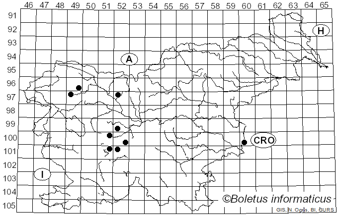 <i>Baccha elongata</i> Fabricius (1775)