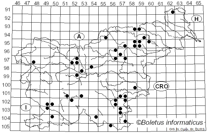 <i>Hydnum albidum</i> Peck (1887)
