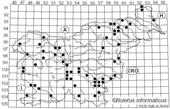 <i>Hebeloma laterinum</i> (Batsch) Vesterh. (2005)