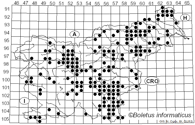 <i>Pallidohirschioporus biformis</i> (Fr.) Y.C. Dai, Yuan Yuan & M. Zhou (2023)
