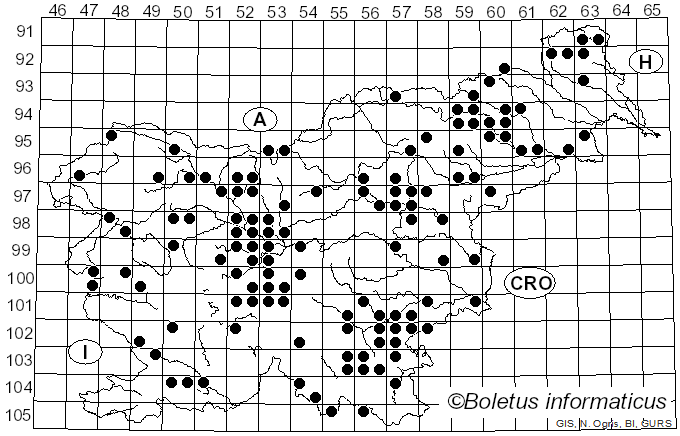 <i>Lentinus brumalis</i> (Pers.) Zmitr. (2010)