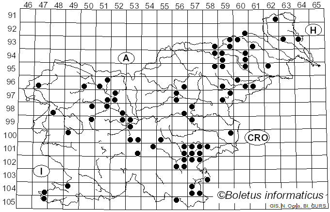 <i>Panus neostrigosus</i> Drechsler-Santos & Wartchow (2012)