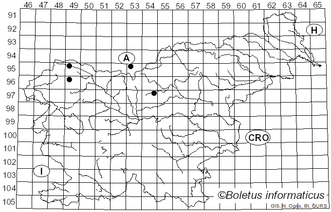 <i>Cheilosia impudens</i> Becker